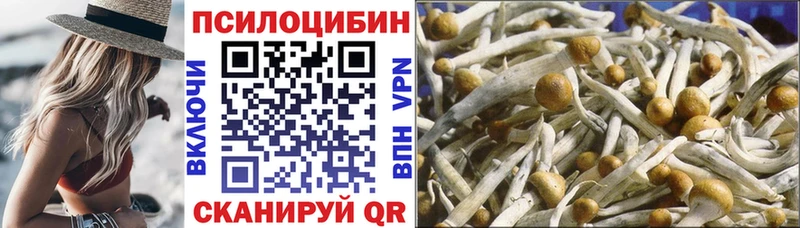 сколько стоит Ачхой-Мартан Псилоцибиновые грибы Psilocybine cubensis